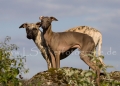 52 Windhund-Trio